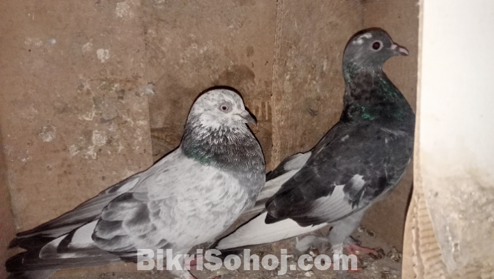 কবুতর